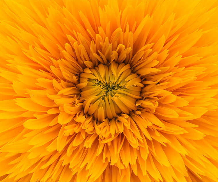 Flower representing biodiversity and land restoration